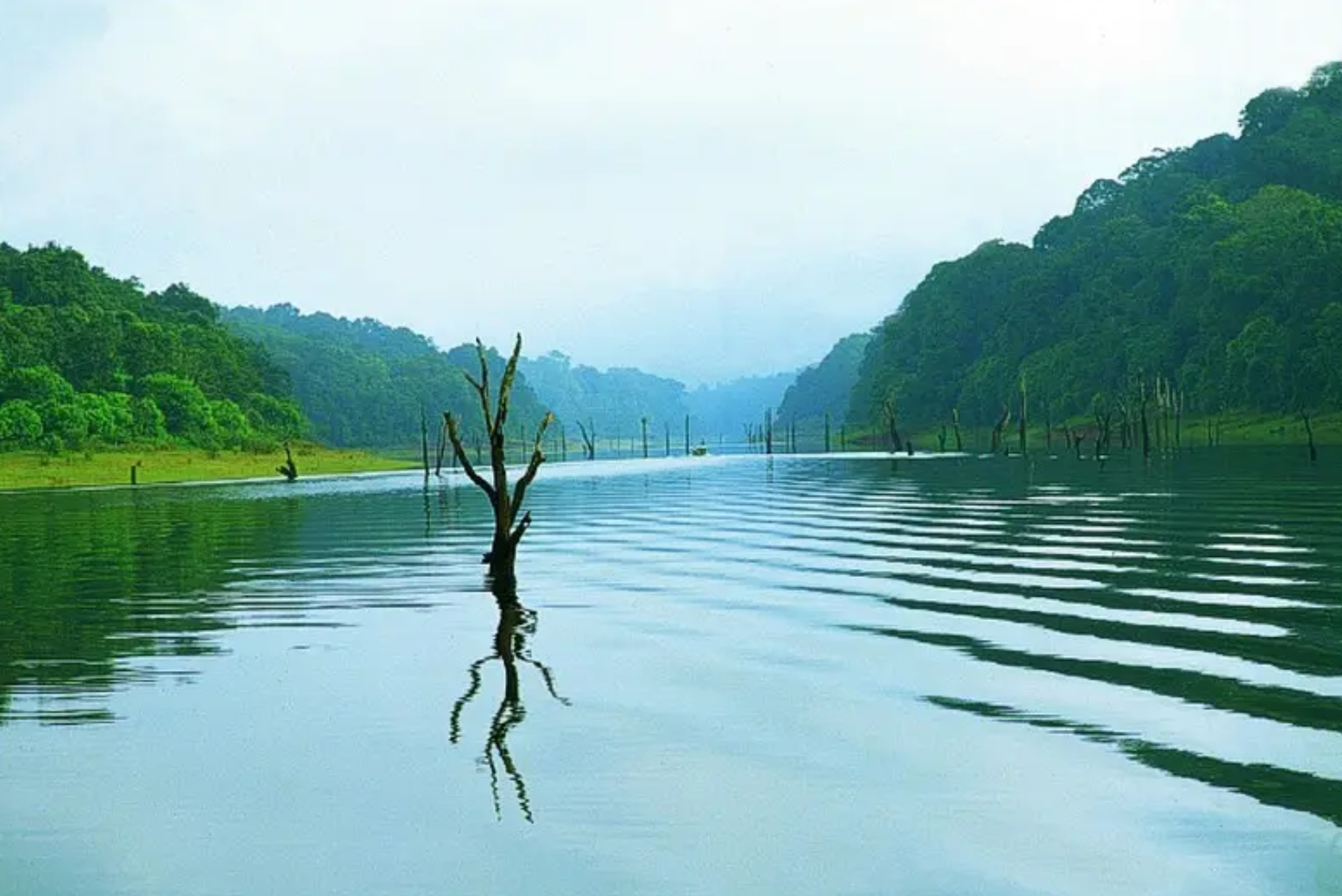 Thekkady Wildlife